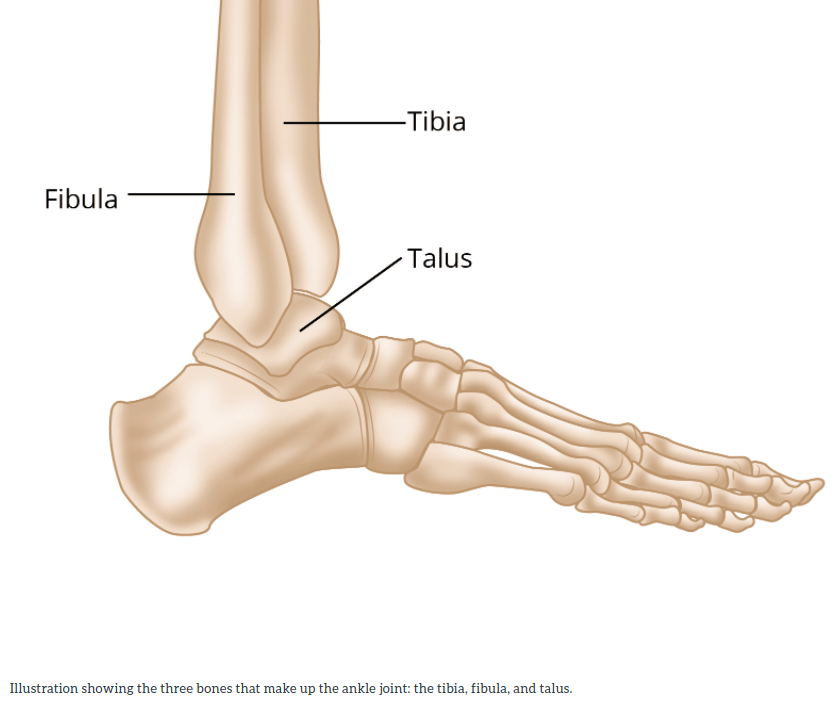 Ankle Fractures | Spencer Orthopedics